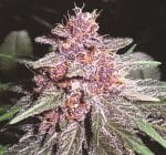 Violeta Feminised Seeds-ACEVIOLFEM