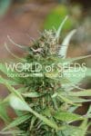 Strawberry Blue Feminised Seeds-WOS-STWB-Fem