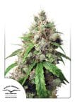 Euforia Auto Feminised Seeds-DP-EUF-AUTO-FEM