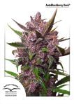 Blackberry Kush Auto феминизирани семена-DP-BLKK-AUTO-FEM