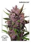 Blackberry Kush Auto феминизирани семена-DP-BLKK-AUTO-FEM
