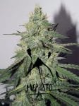 Chemdogging Auto Feminized Seeds-MEPH-CHEMD-AUTO-FEM