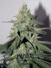 Chemdogging Auto Feminized Seeds-MEPH-CHEMD-AUTO-FEM