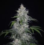 Fantasmo Express Auto Feminized Seeds-MEPH-FANT-AUTO-FEM