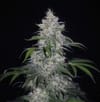 Fantasmo Express Auto Feminized Seeds-MEPH-FANT-AUTO-FEM