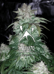 S.O.D.K Auto Feminisiert Saatgut-MEPH-SODK-AUTO-FEM