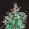 Panama Haze Feminised Seeds-ACE-PNMHZ-FEM