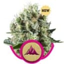 Critical Kush Feminised Seeds-RQS-CRKSH-FEM