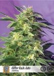 Killer Kush Auto Feminisiert Saatgut-SS-KLK-AUTO-Fem