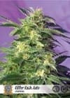 Killer Kush Auto Feminisiert Saatgut-SS-KLK-AUTO-Fem