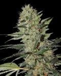Exodus Cheese Auto Feminisiert Samen-gh-exodus-cheese-auto-fem