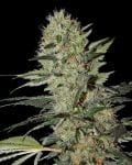 Exodus Cheese Auto Feminizada Semillas-gh-exodus-cheese-auto-fem
