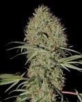 Super Bud Auto Feminisiert Samen-gh-superbud-auto-fem