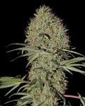Super Bud Auto Feminizované Semena-gh-superbud-auto-fem