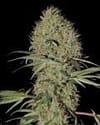 Super Bud Auto Feminisiert Samen-gh-superbud-auto-fem