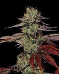 King's Kush Auto Feminised Seeds-gh-kings-kush-auto
