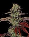 King's Kush Auto Feminised Seeds-gh-kings-kush-auto
