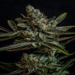 Professor Chaos Regular Seeds-TGA-PCH