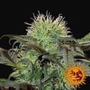 Bad Azz Kush Feminisiert Samen-BFSBA