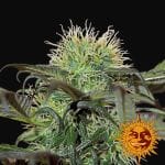 Bad Azz Kush Feminizada Semillas-BFSBA
