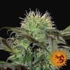 Bad Azz Kush Feminized Seeds-BFSBA