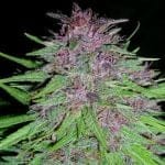 Erdpurt Regular Seeds-ACEEPREGULAR