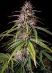 Alien Vs Triangle Auto Feminised Seeds-MEPH-ALVTRI-AUTO-FEM