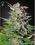 Super Lemon Haze CBD Auto θηλυκοποιημένα σπόροι-GH-SLH-AUTO-CBD