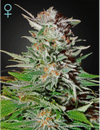 Super Lemon Haze CBD Auto Feminisiert Samen-GH-SLH-AUTO-CBD