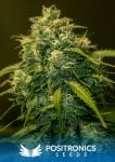 Jack Diesel CBD Feminised Seeds-PS-POJDC
