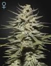 Super Lemon Haze CBD Feminisiert Samen-GHSLH-CBD