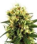 White Haze Auto Feminised Seeds-WHITE-AUTO-WHAZ-Fem