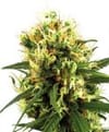 White Haze Auto Feminised Seeds-WHITE-AUTO-WHAZ-Fem