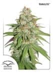 Glueberry O.G. Feminizowane Nasiona-dp-GlueberryOG-fem