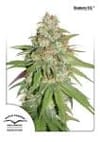 Glueberry O.G. Feminised Seeds-dp-GlueberryOG-fem