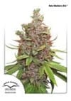 Glueberry O.G. Auto Feminized Seeds-dp-auto-glueberryOG-fem