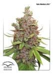 Glueberry O.G. Auto Feminized Seeds-dp-auto-glueberryOG-fem