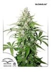Cinderella Jack Auto Feminized Seeds-dp-auto-cinderella-jack