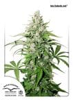 Cinderella Jack Auto Feminised Seeds-dp-auto-cinderella-jack