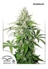 Cinderella Jack Auto Feminisiert Samen-dp-auto-cinderella-jack