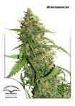 Compassion Lime CBD Auto Feminized Seeds-dp-cbd-auto-compassion-lime