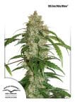 White Widow CBD Auto Feminised Seeds-dp-cbd-auto-white-widow