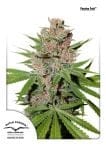 Passion Fruit Feminised Seeds-dp-passion-fruit