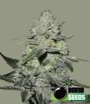 Gorilla Bomb Feminised Seeds-BOMB-GORIL-FEM