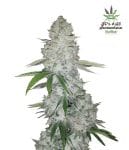 Gorilla Auto Feminised Seeds-FB-GG-AUTO-FEM
