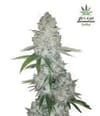 Gorilla Auto Feminised Seeds-FB-GG-AUTO-FEM