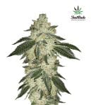 Green Crack Auto Feminised Seeds-FB-GC-Auto-Fem