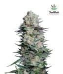 Mexican Airlines Auto Feminised Seeds-FB-MA-AUTO-FEM