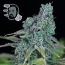 Jack Herer Fast Feminized Seeds-SMAN-JCKHR-FAST-FEM