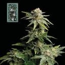 White Widow Schnell Feminisiert Saatgut-SMAN-WW-FAST-FEM